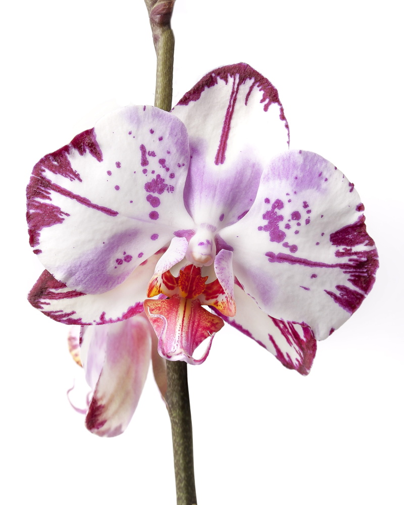 close, studio shot, butterfly orchid, color, love, flower head, photography, striped, colorful, flora, vibrant color, plant stem, yellow, growth, phalaenopsis