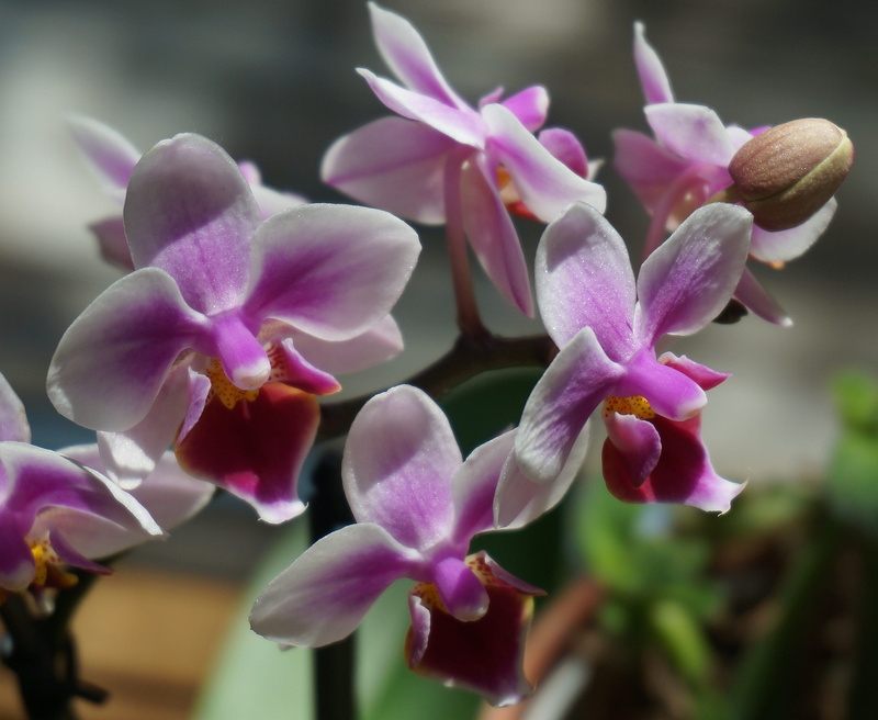 plant, petal, pink, springtime, Phalaenopsis, orchid, flower head, 2K, floral, pink color, fragility, focus on foreground, tropical, no people, growth