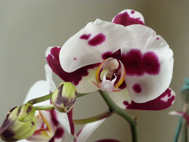 food and drink, flower head, studio shot, close-up, plant, orchid, focus on foreground, stained, pink color, Phalaenopsis, flower, freshness, Orchidaceae