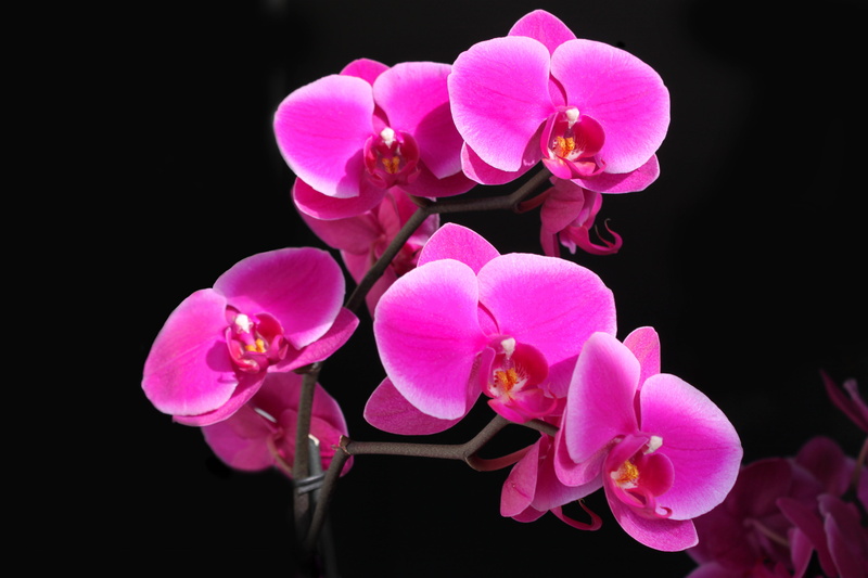 cherry blossom, nature, freshness, softness, tropical Flower, flower Head, pink, blossom, elegance, raspberry, botany, beauty In Nature, inflorescence