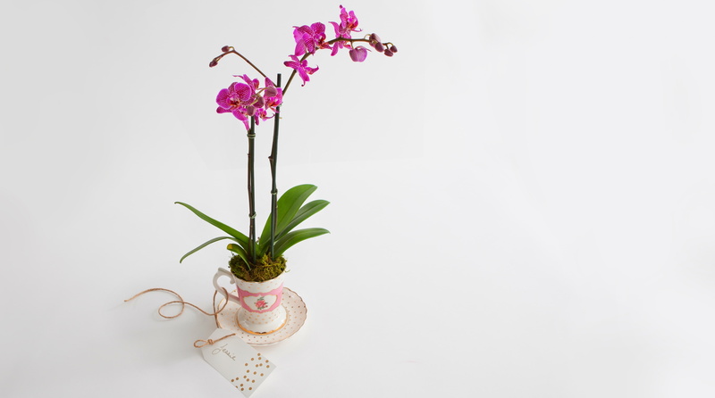 Orchid, White, Present, teacup, Flowers, 5K, growth, indoors, fragility, studio shot, close-up, beauty in nature, copy space, white background, Cute, plant stem