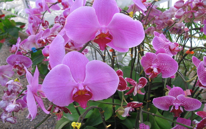 orchid, photos, 2K, phalaenopsis, flower