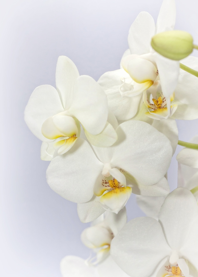 the phalaenopsis orchid, purity, phalaenopsis, springtime, weis, phalaenopsis orchid, flowering plant, blossom, white, flora, vulnerability, fragility