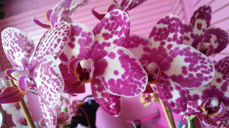 plant, focus on foreground, phalaenopsis, pink color, flowering plant, pattern, close-up, flower, fragility, spotted, petal, day, 4K, vulnerability, nature