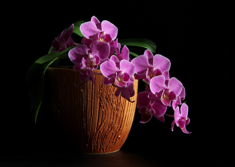 2K, flowers, flowers house, winter, Phalaenopsis, orchids