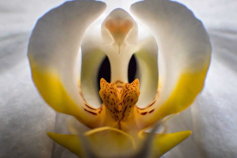 close-up, animal, beauty in nature, orchid, animal themes, plant, flower, animal head, animal wildlife, flower head, day, mouth open, flowering plant, animals in the wild