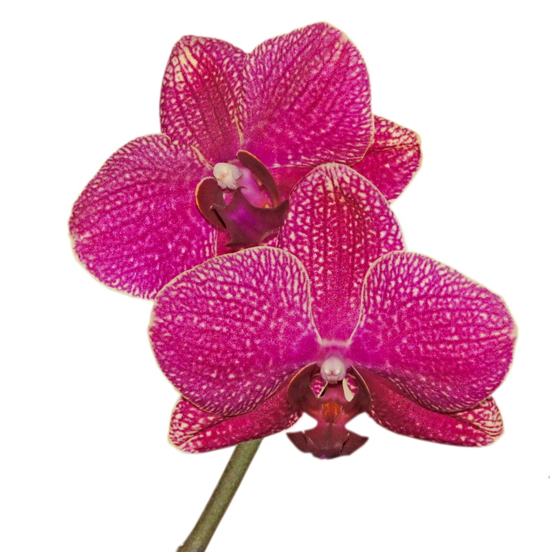 beauty in nature, flora, flower, close-up, purple, red, freshness, flower head, Blossom, flowering plant, 2K, pink color, studio shot, flowers, Phalaenopsis
