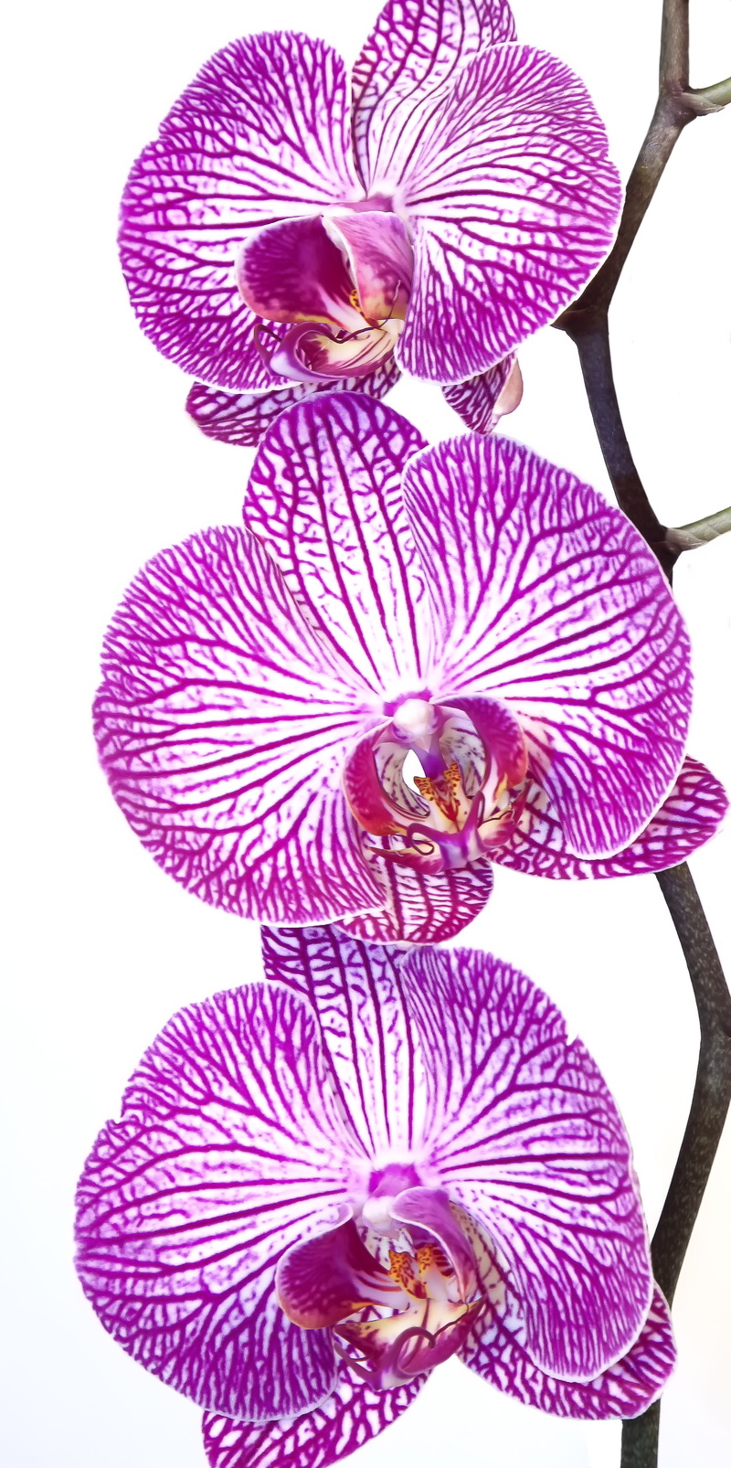 orchid, fragility, digital composite, petal, butterfly orchid, flora, nature, inflorescence, flower head, pink, indoors, vulnerability, no people, vibrant color