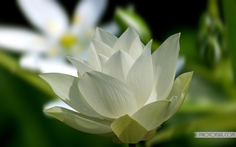 white, 1080P, 3d and abstract, flower, leaves, lotus, chloe, green