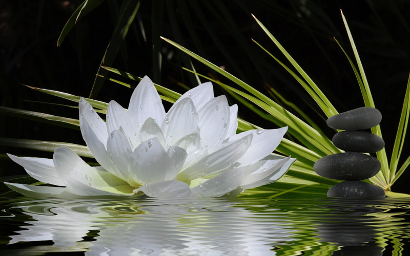 no people, White Flower, beauty in nature, flowering plant, petal, nature, leaves, leaf, Religious, green color, flower head, Flower, white color, water