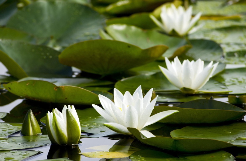 lily, blossom, green Color, lake, backgrounds, close-up, plant, petal, aquatic, water lilies, tranquil Scene, water Lily, freshness, zen-like, fragility