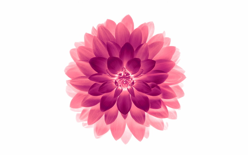 iphone6, lotus, nature, on, freshness, red, inflorescence, flowering plant, plant, vulnerability, studio shot, petal, 4K, pink color, flower head, apple