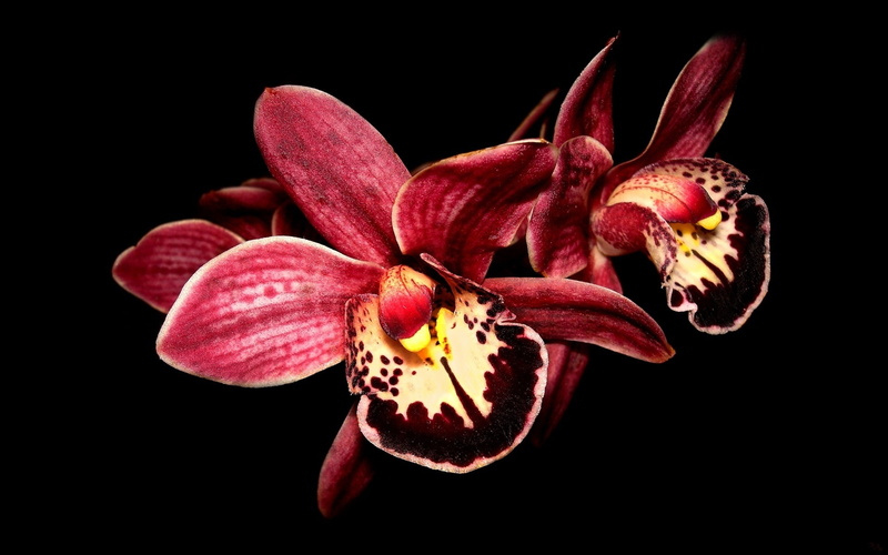 Background, Black, Orchid, Red, 1080P