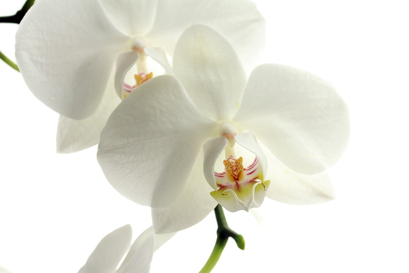 growth, white color, flowering plant, beauty, nature, botany, leaf, sub-tropical Climate, tropical Climate, petals, close-up, springtime, flower, relaxation