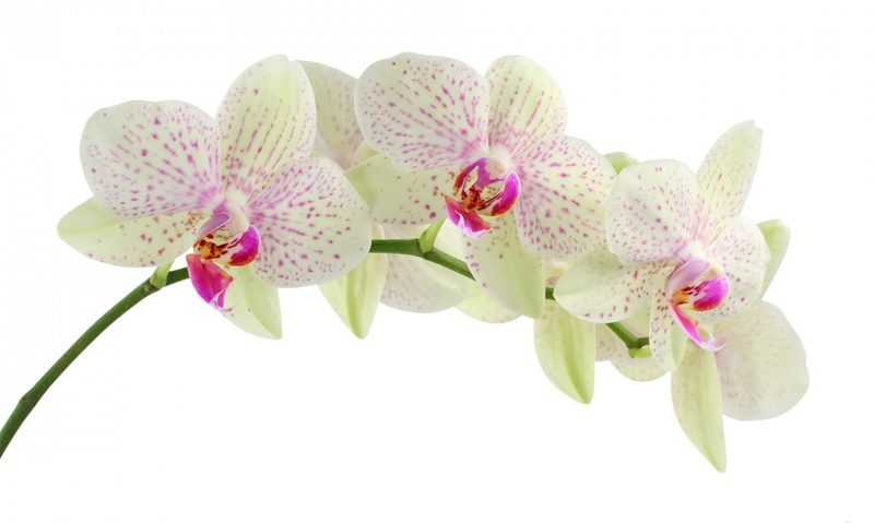 plant, summer, inflorescence, macro, white background, backgrounds, tropical Climate, no people, blossom, flower Head, botany, moth Orchid, freshness, flower