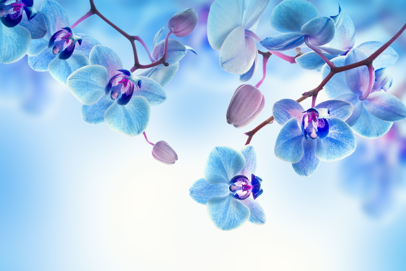 orchids, blossom, botany, flowers, petals, tree, springtime, white, plant, growth, backgrounds, blue, macro, Orchid, branch, season, flowering plant, flowering