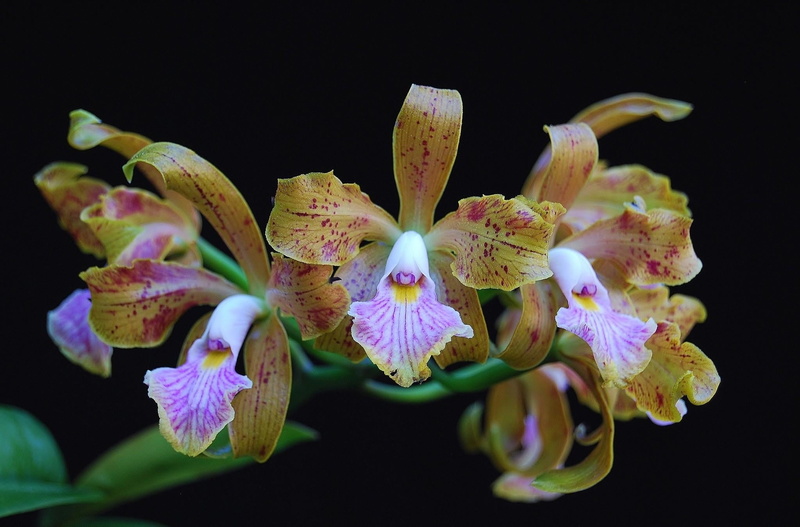 flower Head, tropical Climate, no people, stem, plant, 1080P, springtime, decoration, freshness, inflorescence, botany, close-up, flowering plant, indoors