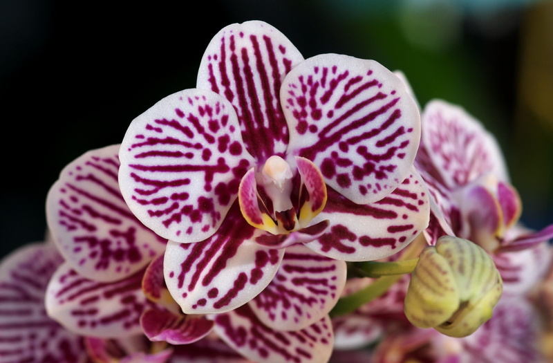 summer, botany, moth, flowers, tropical Flower, leaf, purple, moth Orchid, blossom, fragility, single Flower, flowering plant, 2K, vulnerability, freshness