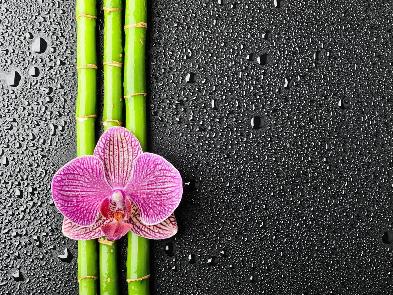 food, dew, drop, leaf, water, beauty in nature, bamboo, green Color, 720P, orchid, wet, moth, close-up, pink, vegetable, directly above, outdoors, petal