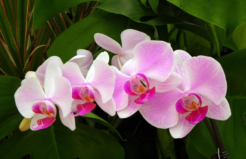 flowers, close-up, several, day, inflorescence, plant, summer, white, frangipani, flower, flower Head, nature, tropical Flower, pollen, flowering plant