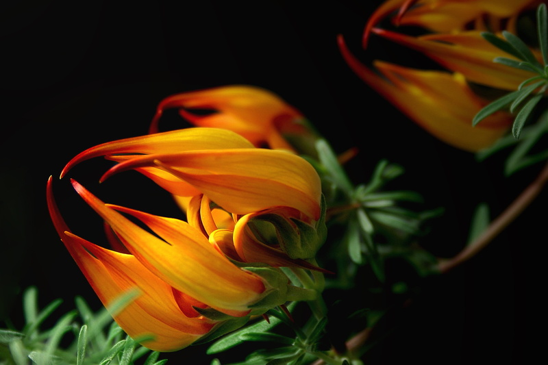 outdoors, plant, beauty in nature, black Background, indian lotus, lotus blossom, growth, black Color, green, vulnerability, flower, nature, flower arrangement