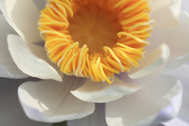 photo, 花, 5K, Water Lily, close, Nymphaea, petaled, nature, yellow, Shizuoka, Kacho, resolution, close-up, 5D  Mark II, petal, white, water, スイレン, en
