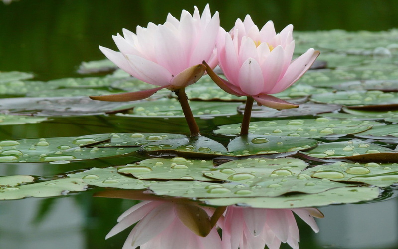 water lily, flowers, lakes, nature, pink, green, lily, 1080P, beautiful, nymphaea, 3d and abstract