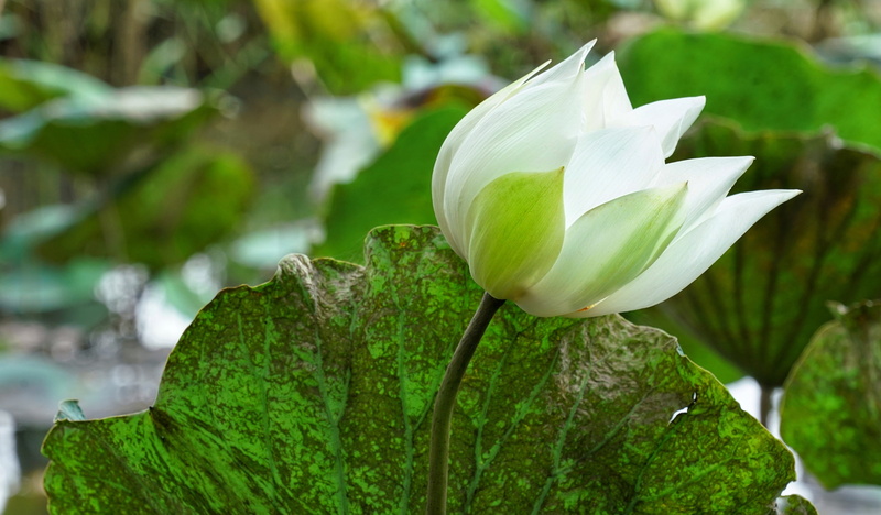 day, white, blooming, beauty in nature, 4K, flora, close-up, color, bright, fragility, flowering plant, outdoors, plant, beautiful, green color, nature
