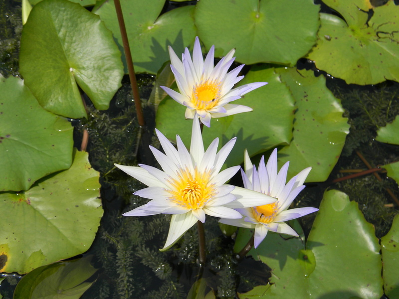 no people, petal, plant, flower head, water, water lily, beauty in nature, inflorescence, plant part, floating, leaves, flower, freshness, nymphaea, pollen