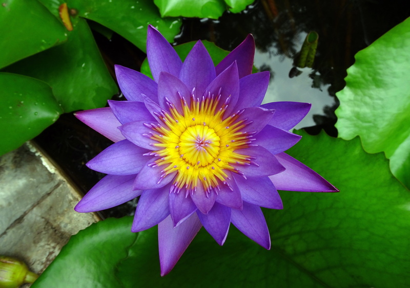lotus water lily, neelkamal, flower, nymphaea tina, aquatic, plant, flower head, day-blooming, viviparous, 4K, blossom, purple, close-up, flora, botanical