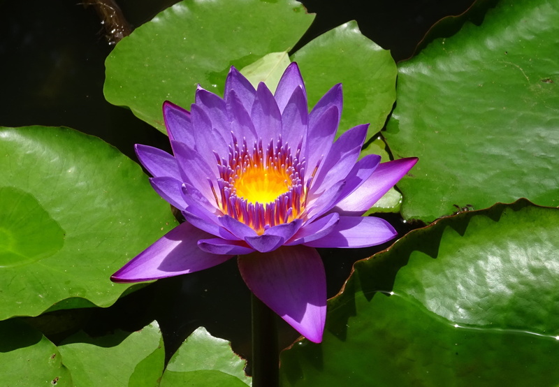 blossom, leaf, plant, purple, beauty in nature, outdoors, nymphaea tina, plant part, nymphaea stellata, flora, leaves, waterlily, lake, tropical, day-blooming