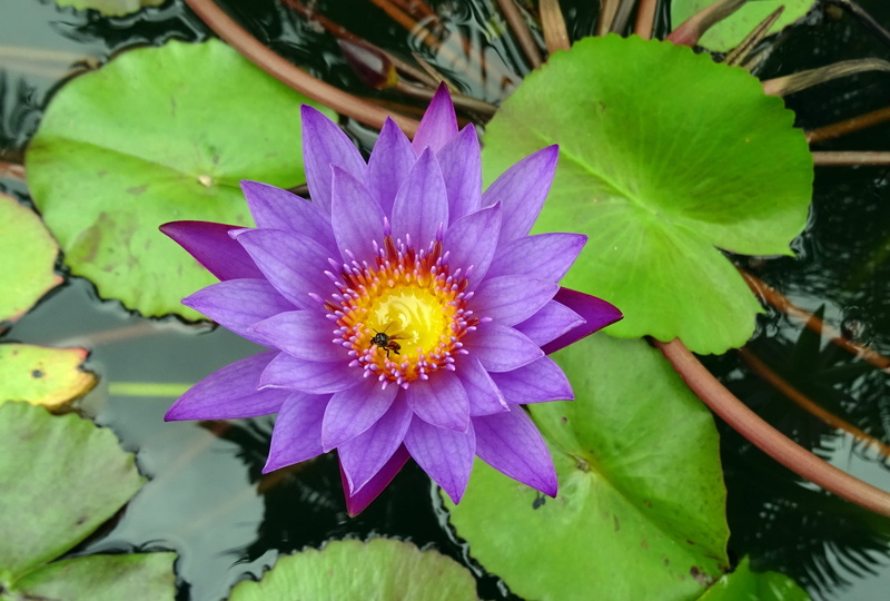 flower, flora, bloom, lotus water lily, india, freshness, nymphaea cyanea, growth, inflorescence, fragility, flower head, bangalore, oriental, purple, nil-sapla