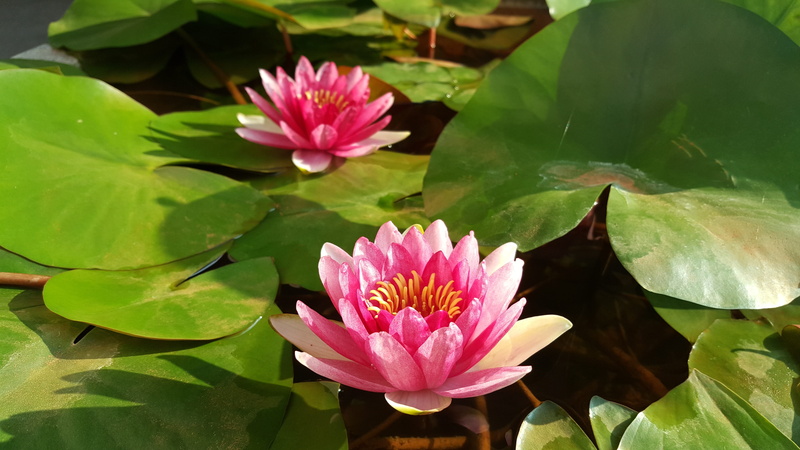 botany, flowering plant, fragility, leaves, outdoors, petal, red, plant, no people, plant part, flower, pond, single Flower, pink Color, flower Head, vulnerability