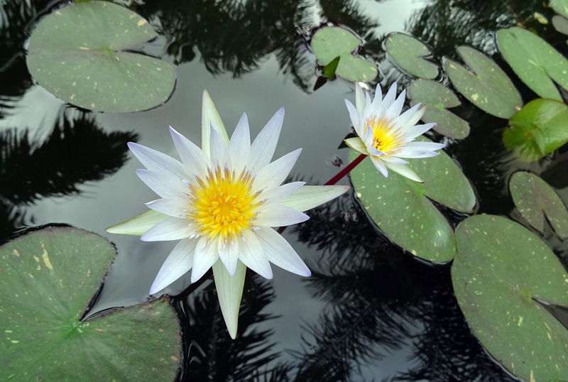 growth, india, nymphaeaceae, petal, aquatic, Water Lily, 2K, beauty In Nature, flower Head, white, Lily, botany, no people, summer, blooming, White, inflorescence