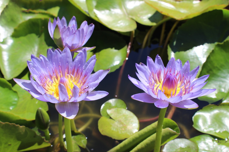 flowers, pond, plant part, flowering plant, close-up, botany, springtime, flower head, inflorescence, beauty in nature, fragility, outdoors, plant, purple