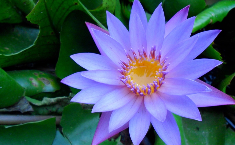 flower head, growth, nymphaea capensis, Flowers, inflorescence, flowering plant, Nature, beauty in nature, lily, plant, pollen, fragility, cape blue water lily
