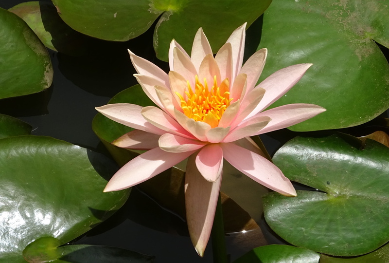 inflorescence, freshness, water lily, lotus water lily, pad, pink, aquatic, beauty in nature, photo, 2K, petal, leaves, nature, lily, outdoors, flower