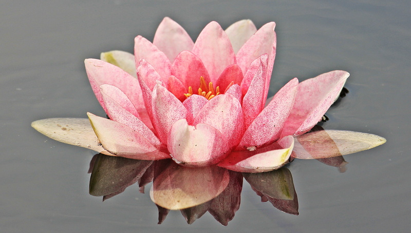 floating on water, water, close-up, bloom, outdoors, no people, flower head, lake, pink, flower, petal, water lily, flowering plant, flora