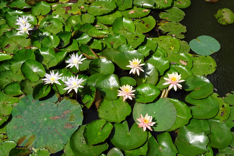 aquatic, pond, lily, bloom, lake, sacred blue lily, fragility, floral, blue water lily, peach glow, beauty in nature, water Lily, close-up, plant, floating on water