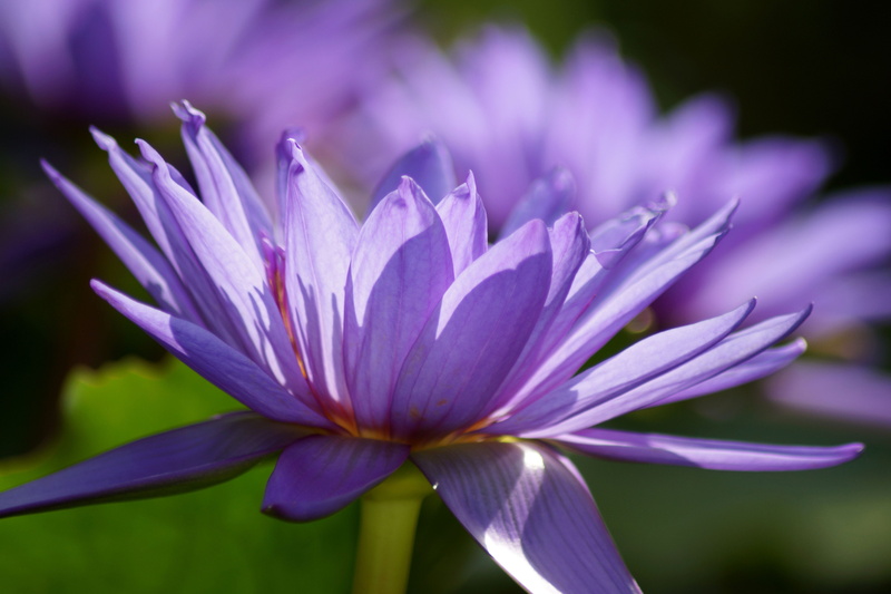 day, freshness, violet, close-up, 5K, pollen, pond flower, softness, flora, purple pond rose, water flower, flower, focus on foreground, pond plant, inflorescence