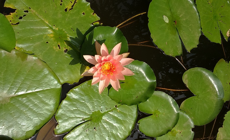 no people, green color, blossom, 2K, plant part, pond, petal, vulnerability, leaves, nature, tropical, water, lotus water lily, leaf, beauty in nature