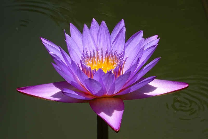 oriental, flowering plant, plant, flora, freshness, lily, nymphaea stellata, floating on water, purple, fragility, lotus water lily, growth, water, nymphaea edgeworthii