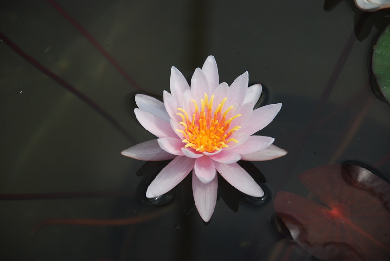freshness, pink Color, vulnerability, pink, no people, lily, fragility, water, garden, nymphaea, petal, pond, flowering plant, lake, floating on water