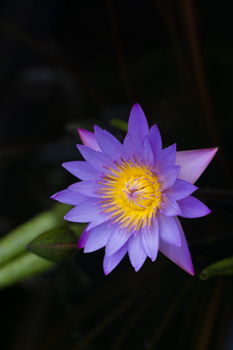 beauty, magenta, nymphaea stellata, flowering plant, nymphaea nouchali, petal, lily, no people, purple, nymphaea, blossom, blooming, vulnerability, yellow