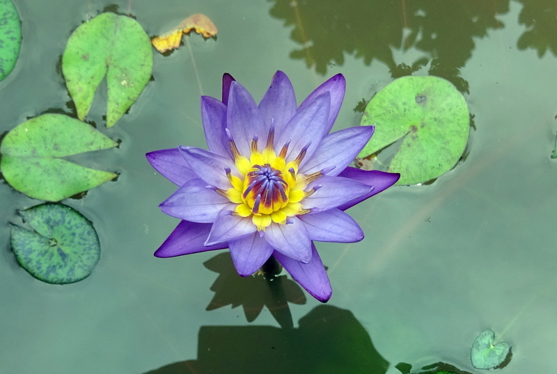 water lily, plant, day-blooming, karnataka, nymphaea nouchali, fragility, neelkamal, botanical, nymphaea stellata, no people, lily, waterlily, botany, bloom
