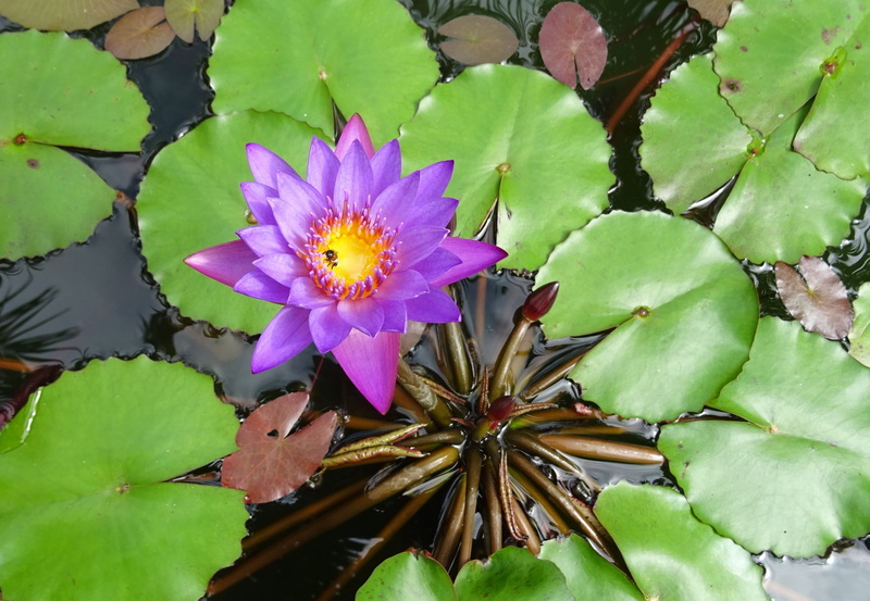 fragility, blossom, beauty in nature, plant, green color, lake, growth, bloom, flower head, Lily, bangalore, bengaluru, india, floating on water, leaves