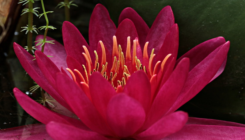 greeting card, garden, red pond rose, outdoors, background image, water, water lily, pink color, inflorescence, nuphar lutea, background, pollen, red flower