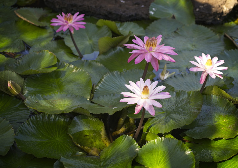 vulnerability, day, bud, outdoors, water-lily, natural, plant part, plant, close-up, fragility, nature, flower, leaves, floating on water, no people, purple