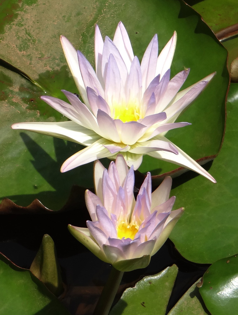 bloom, nature, dharwad, blossom, india, flower, garden, no people, 1080P, water lily, plant, tropical, flowering plant, lily, growth, nymphaeaceae, close-up