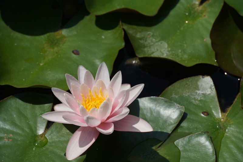 beauty In Nature, freshness, plant, flowering plant, green Color, leaf, plant part, aquatic plant, water, water Lily, vulnerability, summer, nymphaea, pink Color